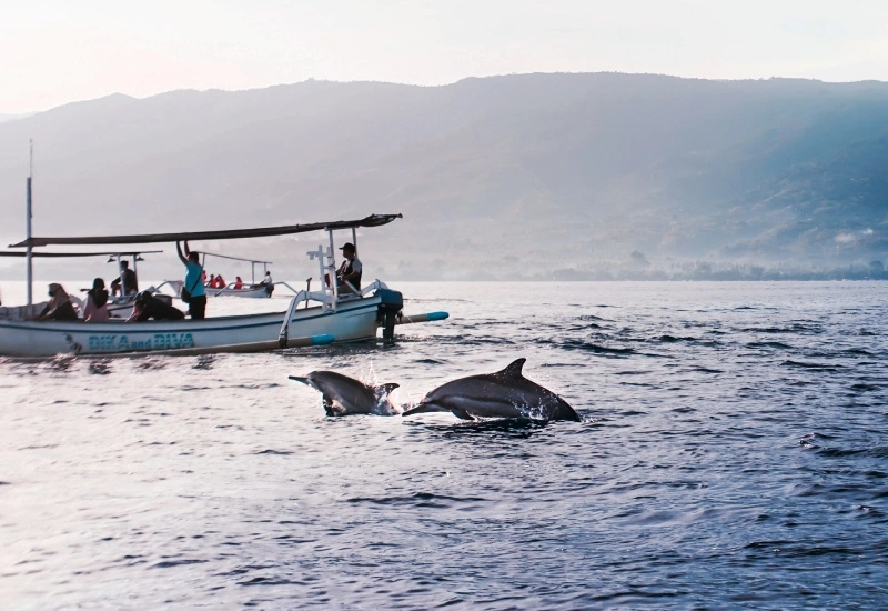 Dolphin Trip