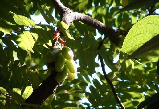Tropical Spice Plantation Walkaround
