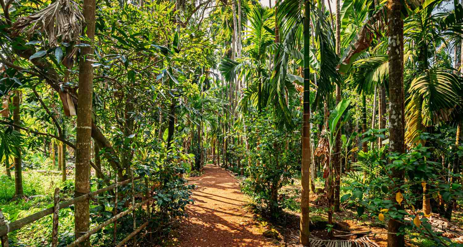 Savoi Plantation Entry