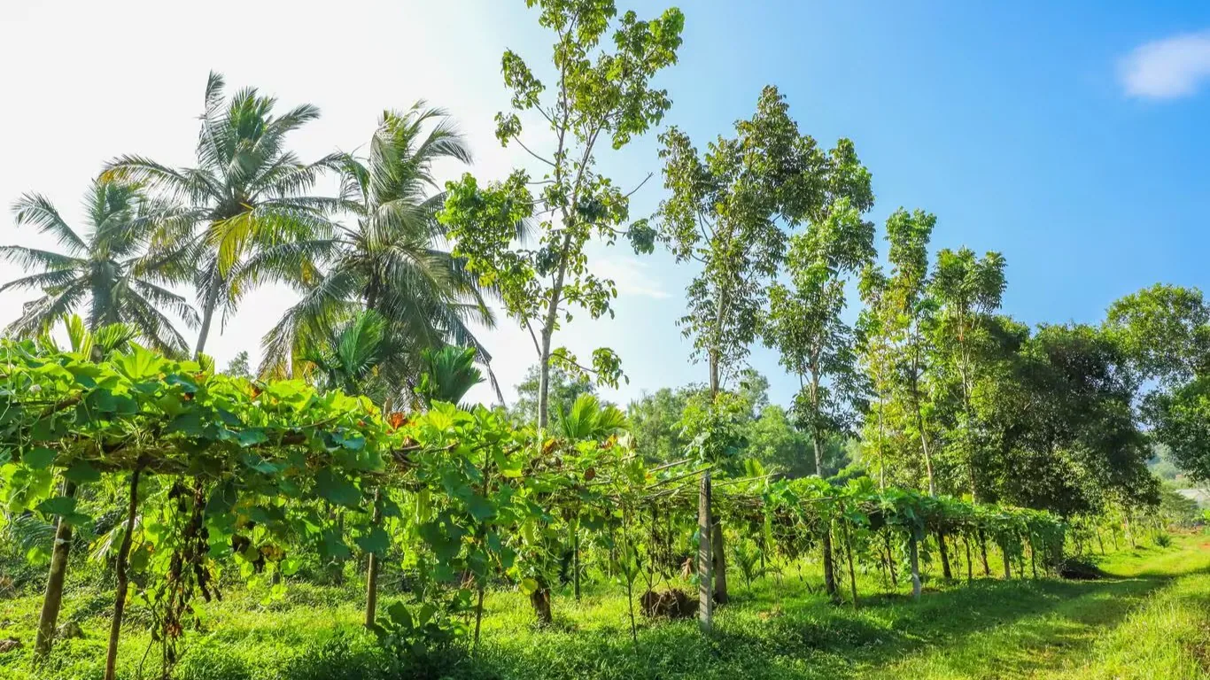 Spice Plantation