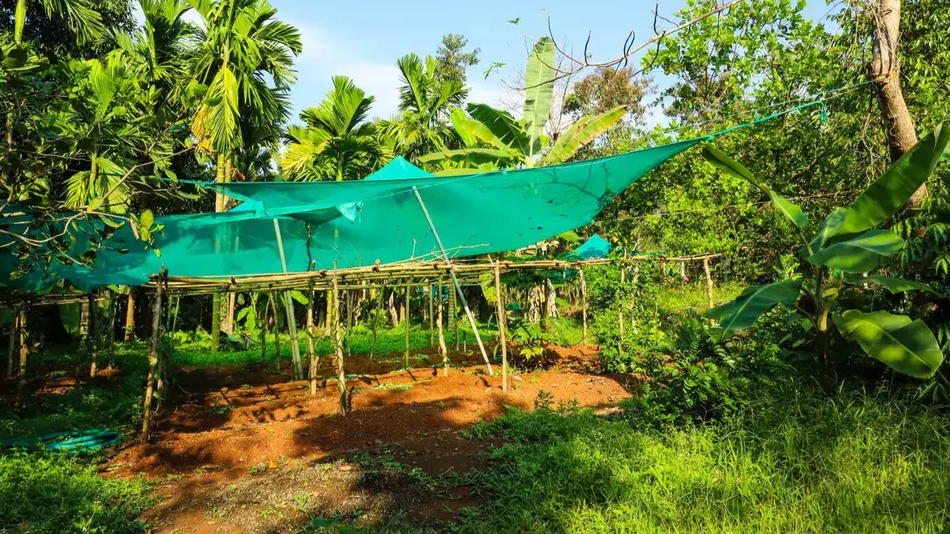 Spice Plantation